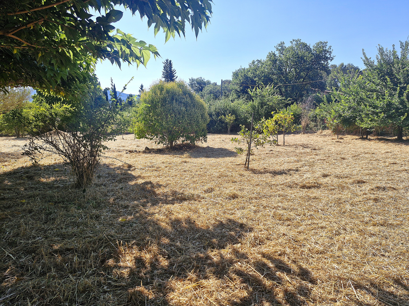 Image_, Terrain, Pignans, ref :TB1008