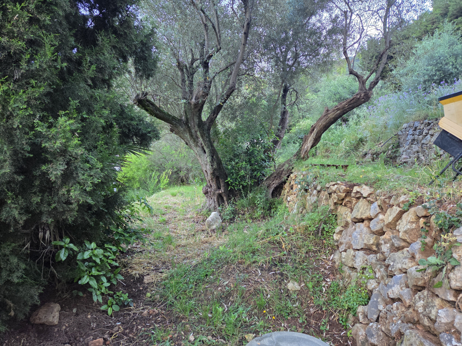 Image_, Maison, Solliès-Ville, ref :MP0SP1022